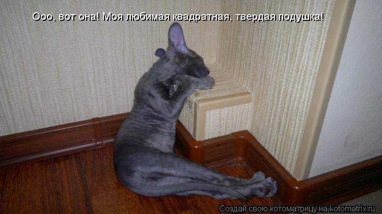 Ооо, вот она! Моя любимая квадратная, твердая подушка!... Котоматрица: Ооо, вот она! Моя любимая квадратная, твердая подушка!