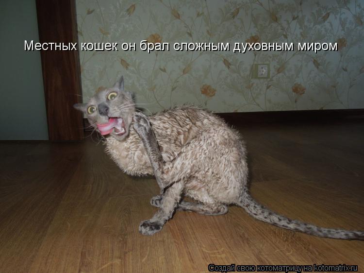 Местных кошек он брал сложным духовным миром... Котоматрица: Местных кошек он брал сложным духовным миром