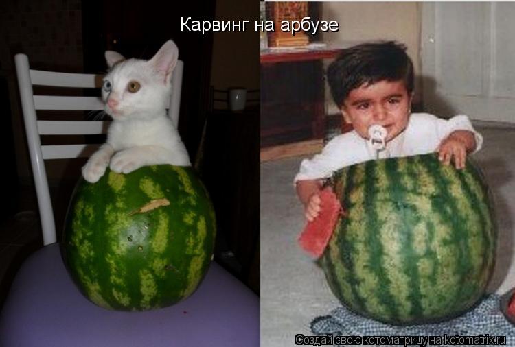 Карвинг на арбузе... Котоматрица: Карвинг на арбузе