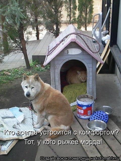 Кто всегда устроится с комфортом? Тот, у кого рыжее морда!... Котоматрица: Кто всегда устроится с комфортом? Тот, у кого рыжее морда!