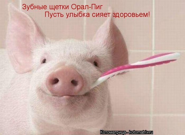 Зубные щетки Орал-Пиг Пусть улыбка сияет здоровьем!... Котоматрица: Зубные щетки Орал-Пиг Пусть улыбка сияет здоровьем!
