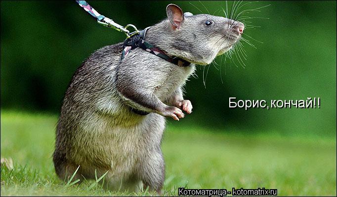Борис,кончай!!... Котоматрица: Борис,кончай!!