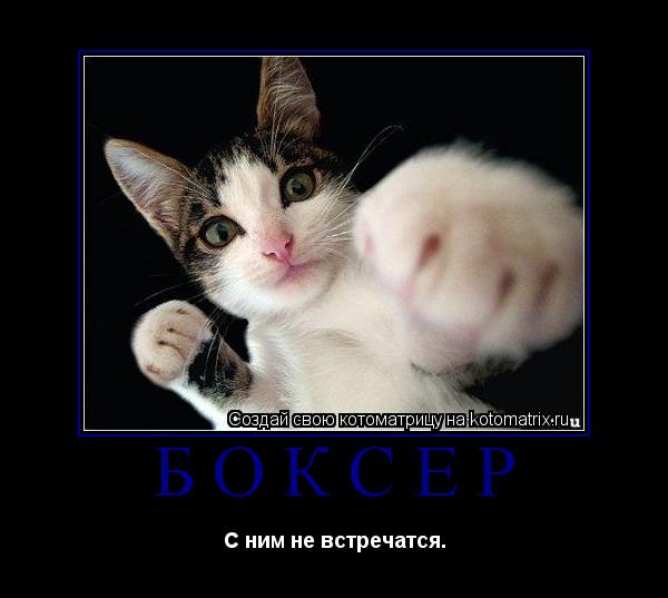 Боксёр С ним не встречатся.... Котоматрица: Боксёр С ним не встречатся.
