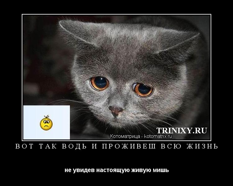 Котоматрица: вот так водь и проживеш всю жизнь  не увидев настоящую живую мишь