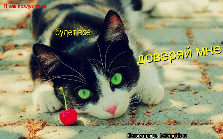 Я как воздух твой, будет всё доверяй мне... Котоматрица: Я как воздух твой, будет всё доверяй мне
