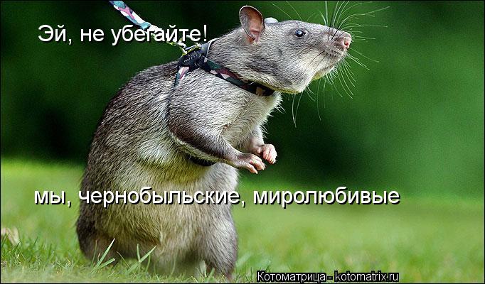 Эй, не убегайте! мы, чернобыльские, миролюбивые... Котоматрица: Эй, не убегайте! мы, чернобыльские, миролюбивые