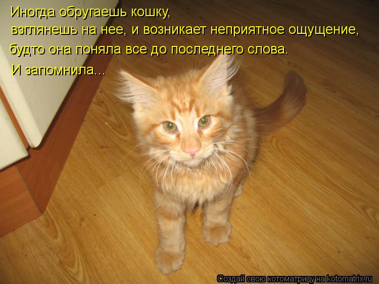Иногда обругаешь кошку, будто она поняла все до последнего слова. И запомнила... взглянешь на нее, и ... Котоматрица: Иногда обругаешь кошку, будто она поняла все до последнего слова. И запомнила... взглянешь на нее, и возникает неприятное ощущение,