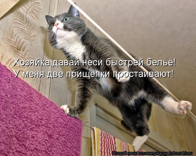 Котоматрица: Хозяйка,давай неси быстрей бельё! У меня две прищепки простаивают!