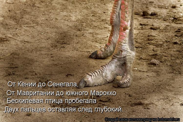 Двух пальцев оставляя след глубокий... Бескилевая птица пробегала От Мавритании до южного Марокко От ... Котоматрица: Двух пальцев оставляя след глубокий... Бескилевая птица пробегала От Мавритании до южного Марокко От Кении до Сенегала,