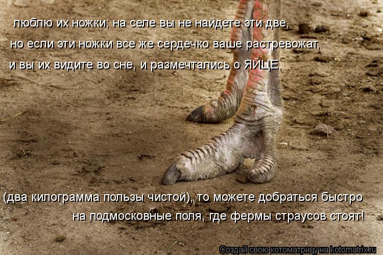 люблю их ножки; на селе вы не найдете эти две, но если эти ножки все же сердечко ваше растревожат, и ... Котоматрица: люблю их ножки; на селе вы не найдете эти две, но если эти ножки все же сердечко ваше растревожат, и вы их видите во сне, и размечтались о ЯЙЦЕ,