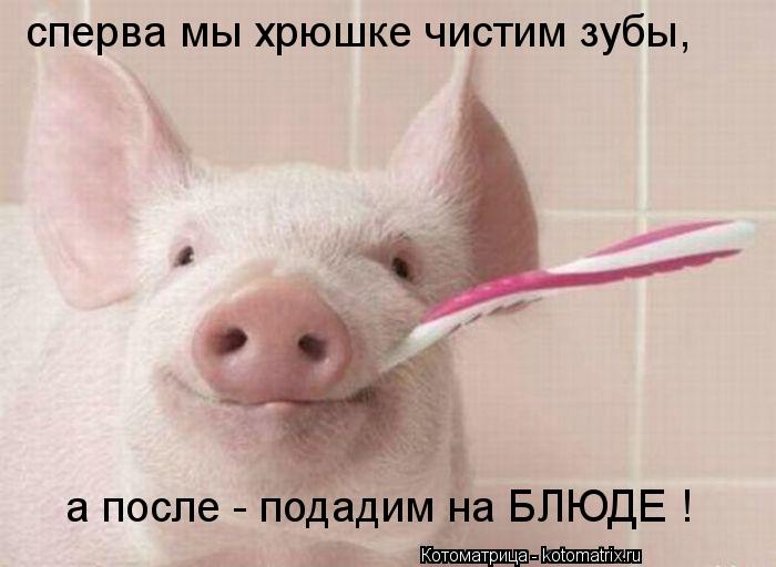 сперва мы хрюшке чистим зубы, а после - подадим на БЛЮДЕ !... Котоматрица: сперва мы хрюшке чистим зубы, а после - подадим на БЛЮДЕ !