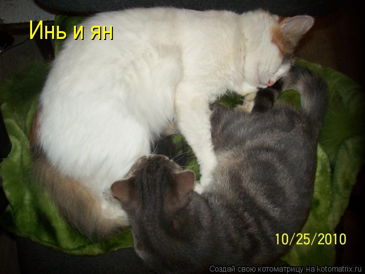 Инь и ян... Котоматрица: Инь и ян