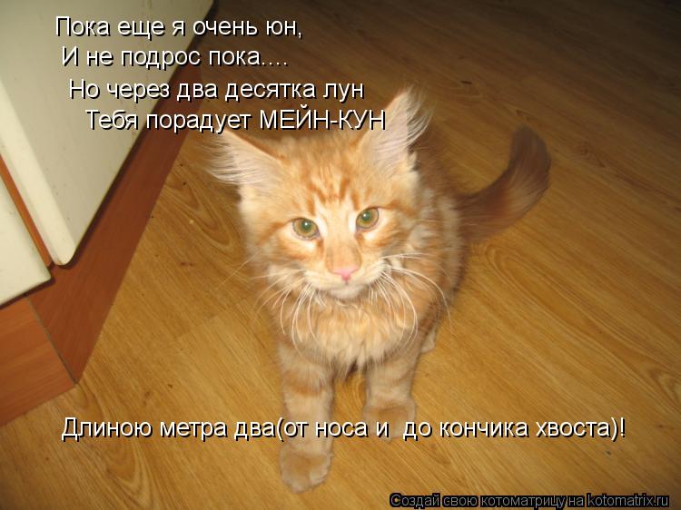 Пока еще я очень юн, И не подрос пока.... Но через два десятка лун Тебя порадует МЕЙН-КУН Длиною метр... Котоматрица: Пока еще я очень юн, И не подрос пока.... Но через два десятка лун Тебя порадует МЕЙН-КУН Длиною метра два(от носа и до кончика хвоста)!