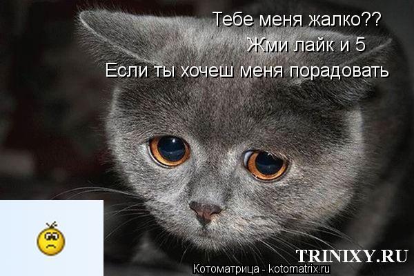 Жми лайк и 5 Если ты хочеш меня порадовать Тебе меня жалко??... Котоматрица: Жми лайк и 5 Если ты хочеш меня порадовать Тебе меня жалко??