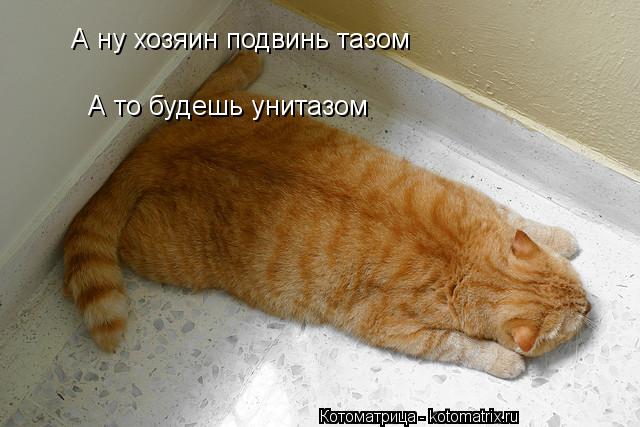 А ну хозяин подвинь тазом А то будешь унитазом... Котоматрица: А ну хозяин подвинь тазом А то будешь унитазом