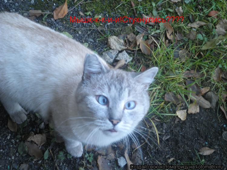 Мышк-к-к-и-и!Стукнулись????... Котоматрица: Мышк-к-к-и-и!Стукнулись????