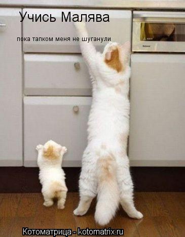 пока тапком меня не шуганули Учись Малява... Котоматрица: пока тапком меня не шуганули Учись Малява