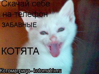 Скачай себе на телефон ЗАБАВНЫЕ КОТЯТА... Котоматрица: Скачай себе на телефон ЗАБАВНЫЕ КОТЯТА