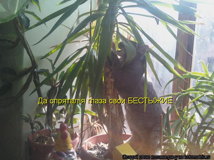 Да спрятал я глаза свои БЕСТЫЖИЕ... Котоматрица: Да спрятал я глаза свои БЕСТЫЖИЕ