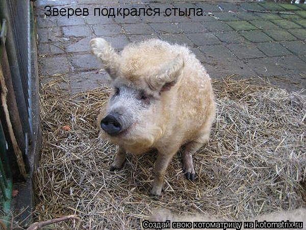 Котоматрица: Зверев подкрался стыла...