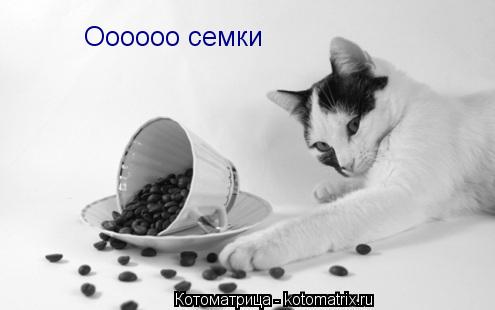Оооооо семки... Котоматрица: Оооооо семки