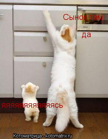 Сынок там яяяяяяяяяяяясь да... Котоматрица: Сынок там яяяяяяяяяяяясь да
