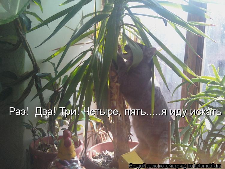 Раз! Два! Три! Четыре, пять.....я иду искать... Котоматрица: Раз! Два! Три! Четыре, пять.....я иду искать