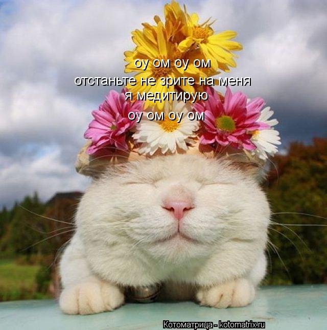 оу ом оу ом отстаньте не зрите на меня я медитирую оу ом оу ом... Котоматрица: оу ом оу ом отстаньте не зрите на меня я медитирую оу ом оу ом