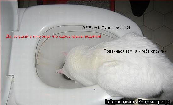 Эй Вася!, Ты в порядке?! Подвинься там, я к тебе спрыгну! Да, слушай а я не знал что сдесь крысы водя... Котоматрица: Эй Вася!, Ты в порядке?! Подвинься там, я к тебе спрыгну! Да, слушай а я не знал что сдесь крысы водятся!