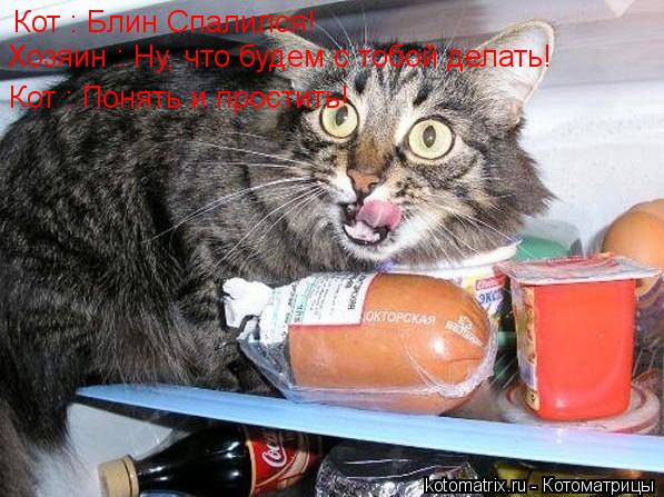 Кот : Блин Спалился! Хозяин : Ну, что будем с тобой делать! Кот : Понять и простить!... Котоматрица: Кот : Блин Спалился! Хозяин : Ну, что будем с тобой делать! Кот : Понять и простить!
