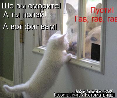 Шо вы сморите! Пусти! А ты полай! Гав, гав, гав! А вот фиг вам!... Котоматрица: Шо вы сморите! Пусти! А ты полай! Гав, гав, гав! А вот фиг вам!