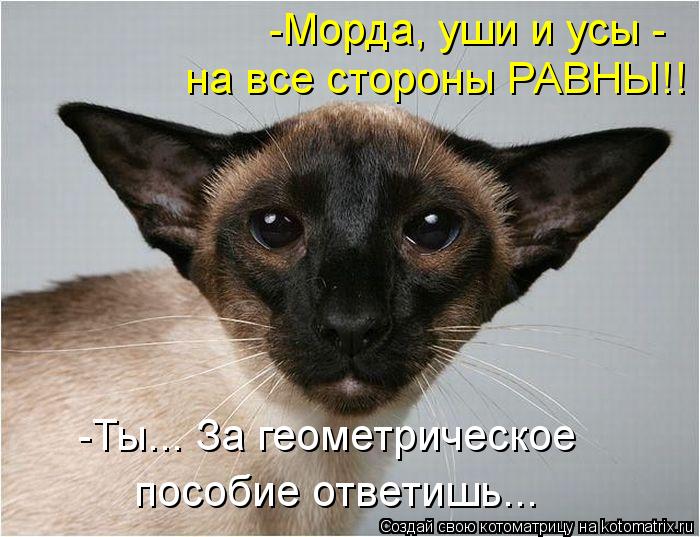 -Морда, уши и усы - на все стороны РАВНЫ!! -Ты... За геометрическое пособие ответишь...... Котоматрица: -Морда, уши и усы - на все стороны РАВНЫ!! -Ты... За геометрическое пособие ответишь...