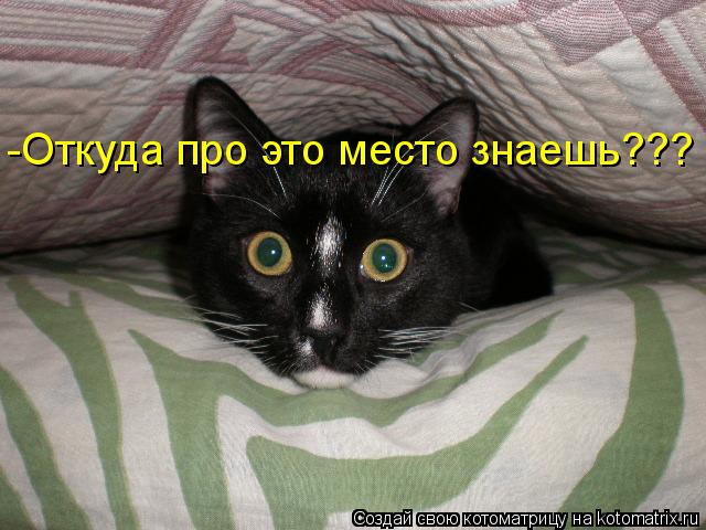 -Откуда про это место знаешь???... Котоматрица: -Откуда про это место знаешь???