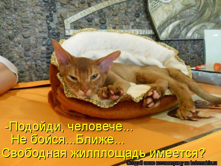 -Подойди, человече... Не бойся...Ближе... Свободная жилплощадь имеется?... Котоматрица: -Подойди, человече... Не бойся...Ближе... Свободная жилплощадь имеется?