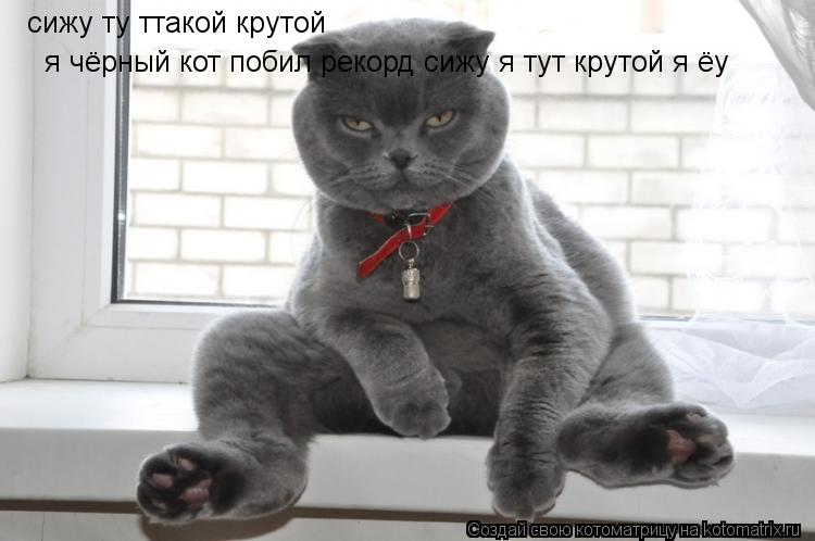 сижу ту ттакой крутой я чёрный кот побил рекорд сижу я тут крутой я ёу... Котоматрица: сижу ту ттакой крутой я чёрный кот побил рекорд сижу я тут крутой я ёу