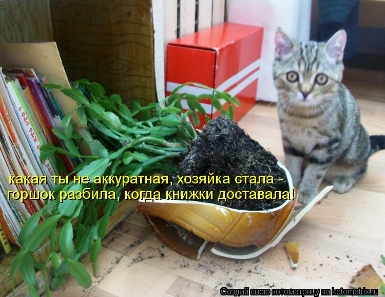 горшок разбила, когда книжки доставала! какая ты не аккуратная, хозяйка стала -... Котоматрица: горшок разбила, когда книжки доставала! какая ты не аккуратная, хозяйка стала -