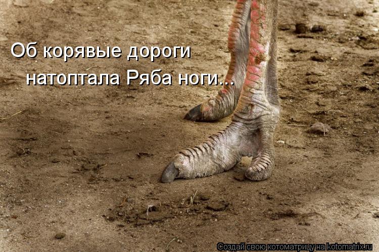 Котоматрица: Об корявые дороги натоптала Ряба ноги...