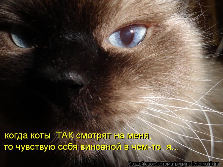 когда коты ТАК смотрят на меня, то чувствую себя виновной в чем-то я...... Котоматрица: когда коты ТАК смотрят на меня, то чувствую себя виновной в чем-то я...