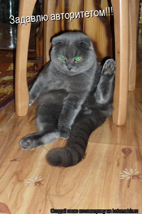 Задавлю авторитетом!!!... Котоматрица: Задавлю авторитетом!!!