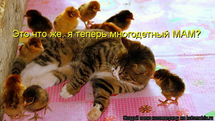Это что же, я теперь многодетный МАМ?... Котоматрица: Это что же, я теперь многодетный МАМ?