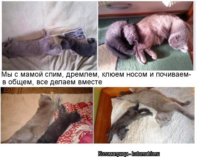 Мы с мамой спим, дремлем, клюем носом и почиваем- в общем, все делаем вместе... Котоматрица: Мы с мамой спим, дремлем, клюем носом и почиваем- в общем, все делаем вместе