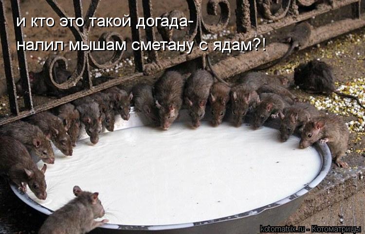 и кто это такой догада- налил мышам сметану с ядам?!... Котоматрица: и кто это такой догада- налил мышам сметану с ядам?!