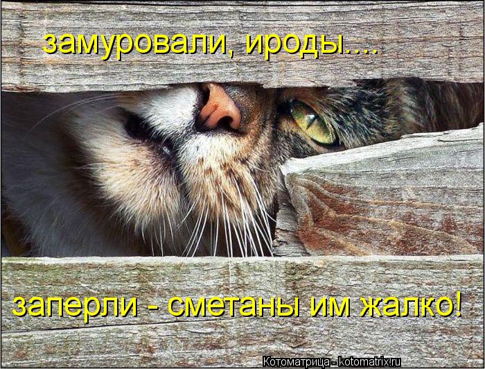 замуровали, ироды.... заперли - сметаны им жалко!... Котоматрица: замуровали, ироды.... заперли - сметаны им жалко!