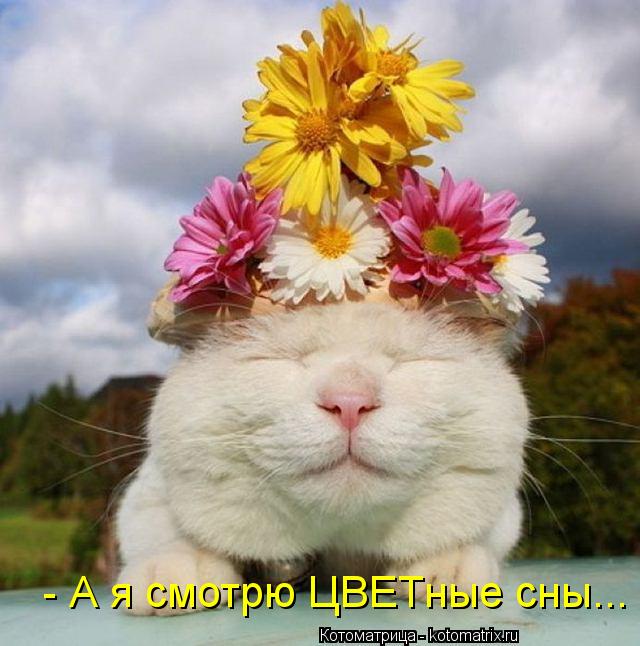 - А я смотрю ЦВЕТные сны...... Котоматрица: - А я смотрю ЦВЕТные сны...