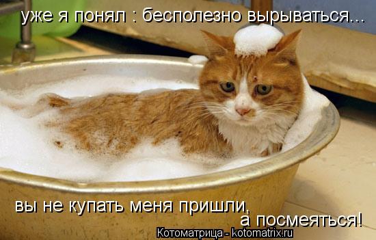 Котоматрица: уже я понял : бесполезно вырываться... вы не купать меня пришли, а посмеяться!