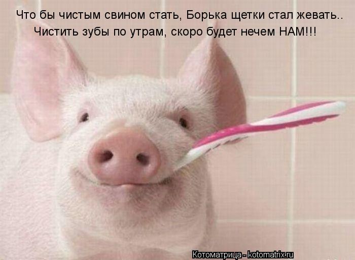 Что бы чистым свином стать, Борька щетки стал жевать.. Чистить зубы по утрам, скоро будет нечем НАМ!!... Котоматрица: Что бы чистым свином стать, Борька щетки стал жевать.. Чистить зубы по утрам, скоро будет нечем НАМ!!!