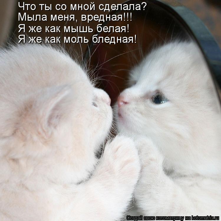 Что ты со мной сделала? Я же как моль бледная! Я же как мышь белая! Мыла меня, вредная!!!... Котоматрица: Что ты со мной сделала? Я же как моль бледная! Я же как мышь белая! Мыла меня, вредная!!!