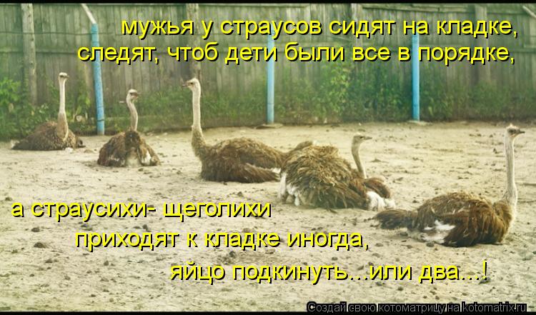 мужья у страусов сидят на кладке, следят, чтоб дети были все в порядке, а страусихи- щеголихи приходя... Котоматрица: мужья у страусов сидят на кладке, следят, чтоб дети были все в порядке, а страусихи- щеголихи приходят к кладке иногда, яйцо подкинуть...или д