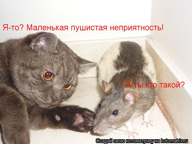 А ты кто такой? Я-то? Маленькая пушистая неприятность!... Котоматрица: А ты кто такой? Я-то? Маленькая пушистая неприятность!