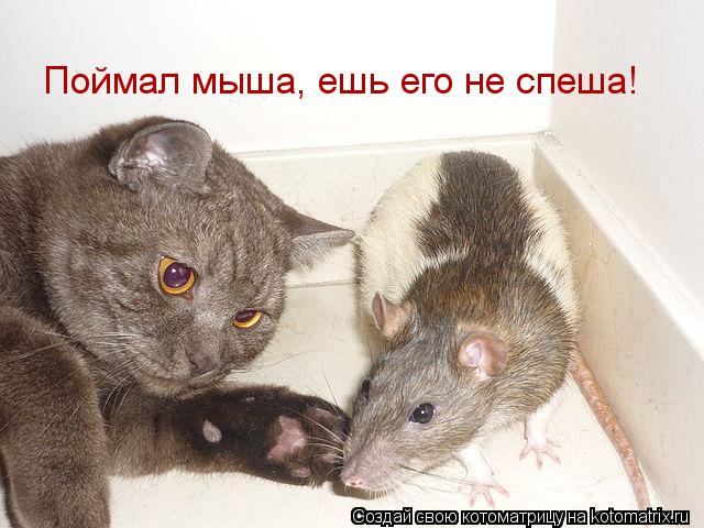Поймал мыша, ешь его не спеша!... Котоматрица: Поймал мыша, ешь его не спеша!